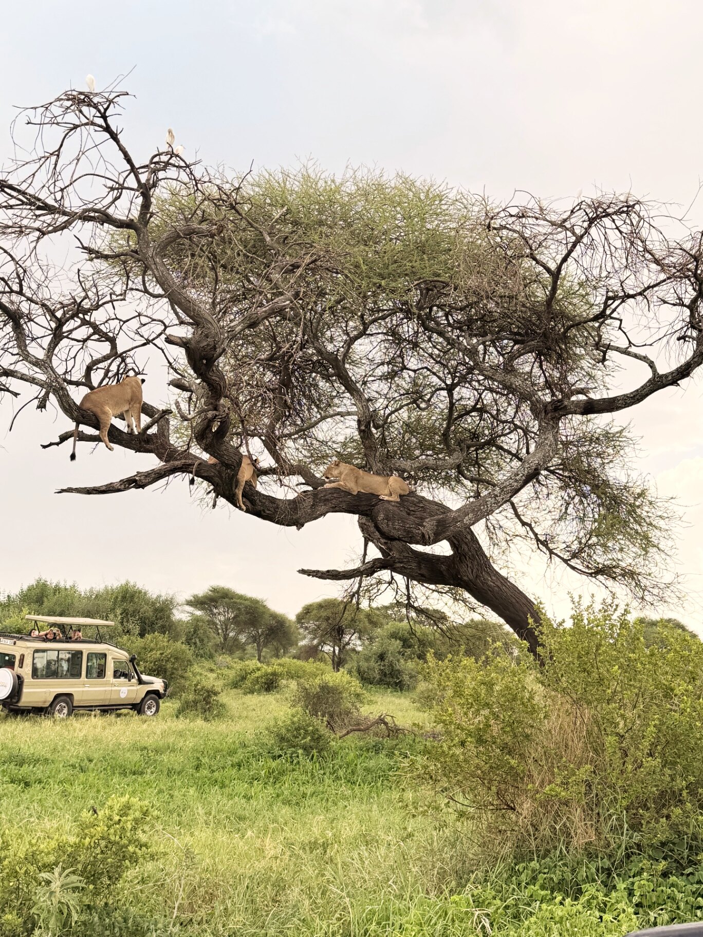 Leonesse sull'acacia con jeep Colopolo