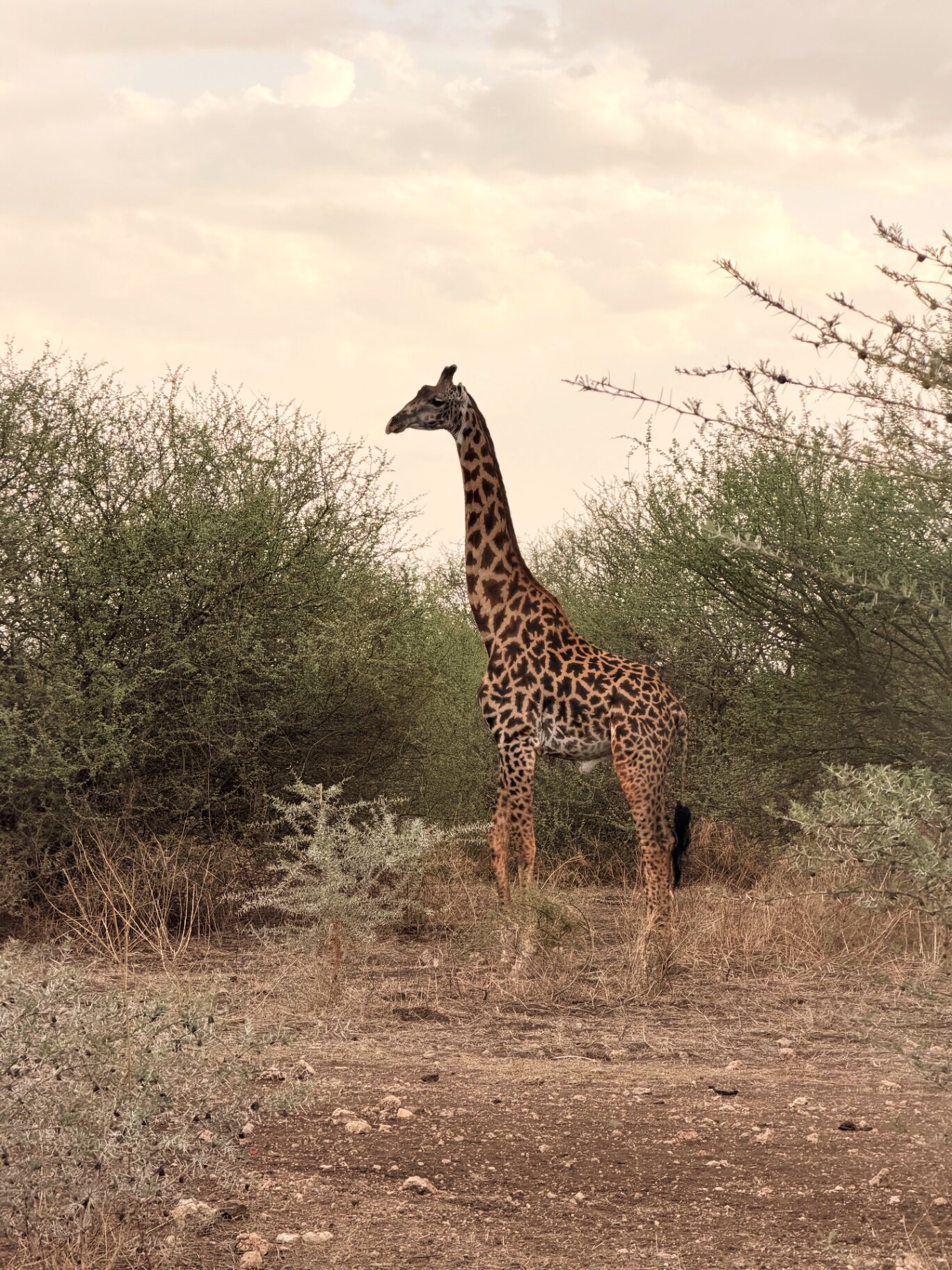 Giraffa nella savana al tramonto