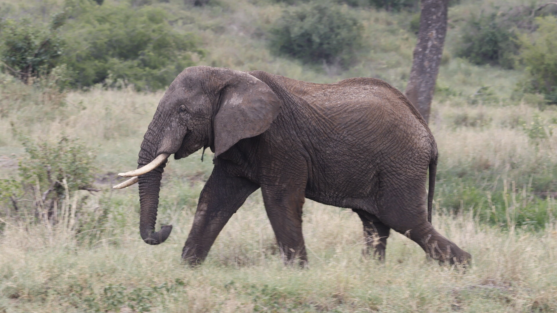 Elefante nella savana